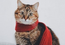 Германия: Штраф за выгул кота на поводке?