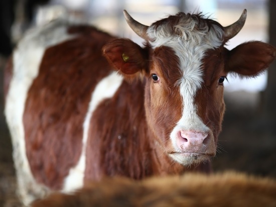 Ученые случайно нашли способ сократить вредные выбросы от коров