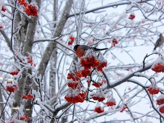 Томск на предстоящей неделе снова ожидают температурные качели