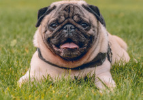 Эксперты назвали пять пород собак, склонных к ожирению, пишет The Scotsman