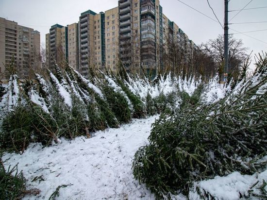Калининградец украл елки из питомника и продал их на елочном базаре
