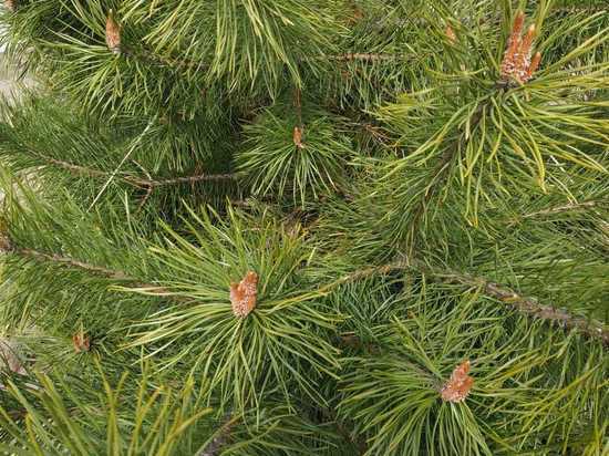 В Хабаровском крае жителей просят не выбрасывать елки на помойку после Нового года