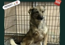 Зооволонтеры из некоммерческого фонда «Собака счастья» разыскивают пропавшую в Улан-Удэ собаку по кличке Сакура