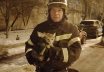 20 декабря в Губкине пожарные выезжали по вызову, чтобы помочь кошке
