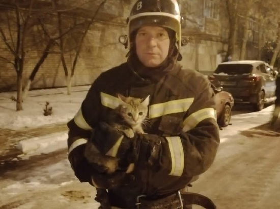 В Белгородской области пожарные не дали замерзнуть забравшейся на дерево кошке