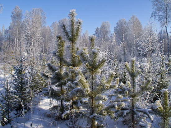 В Тамбовской области запустили «горячую линию» по приёму звонков о незаконной вырубке новогодних деревьев