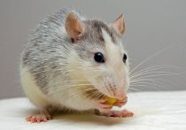 Из-за штамма "Омикрон" коронавирусом начали заражаться мыши и крысы

Глава Роспотребнадзора Анна Попова сообщила, что штамм коронавируса "Омикрон" заражает мышей и крыс