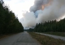 Глава Минприроды России Александр Козлов сообщил, что предварительный ущерб от лесных пожаров в 2021 году составил 10,6 млрд рублей