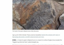 Окаменелость гигантской многоножки, найденная на пляже в северной Англии, выявила «самого большого беспозвоночного из когда-либо существовавших», говорят палеонтологи