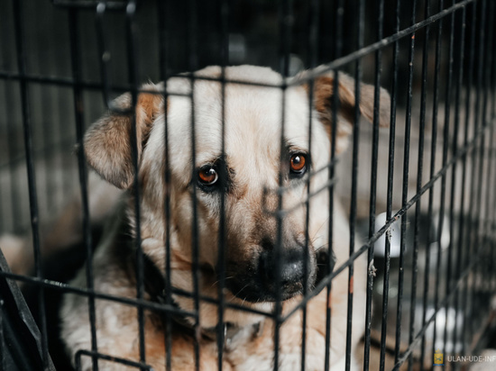 В двух районах Бурятии вновь заключены контракты на отлов собак