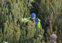 На брифинге 21 декабря заместитель губернатора Белгородской области по АПК и ВОС Юлия Щедрина рассказала, что цены за метр живого новогоднего дерева в регионе начинаются от 400 рублей