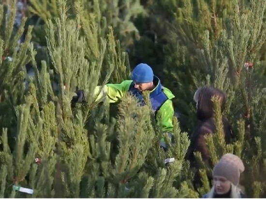 В Белгороде назвали цены на живые новогодние елки