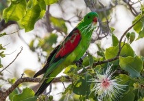В австралийском городе Брум (штат Западная Австралия) зафиксировано нашествие нетрезвых краснокрылых попугаев