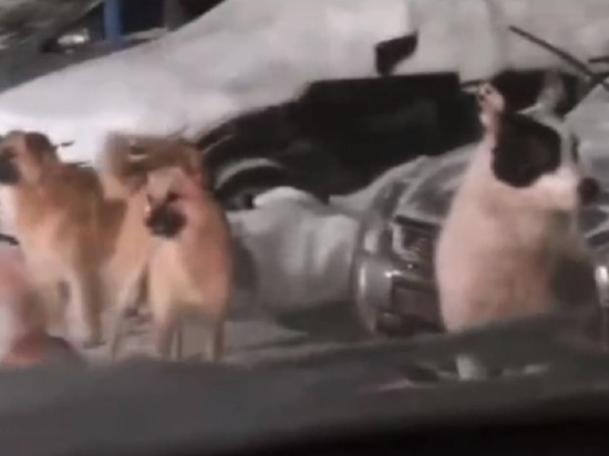 В Ноябрьске свора диких псов водила хоровод вокруг авто и не выпускала из него водителя