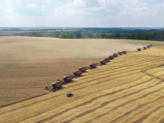 В Курской области в 2021 году произвели почти 5 млн тонн зерна