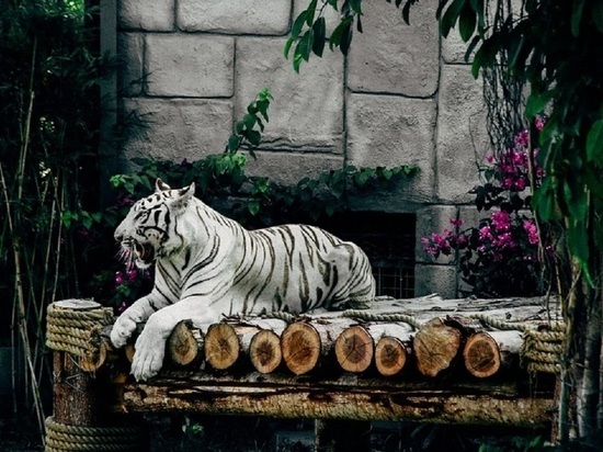 «Непростой будет год»: лама Читинского дацана дал прогноз на 2022 год Тигра