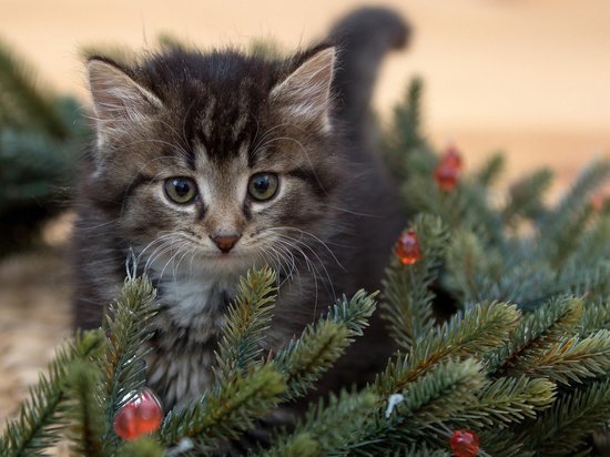 Конкурс для забавных котов под новогодними елками запустили в Надыме