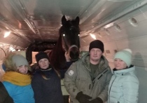 Конь Иго-го прибыл в Дивногорск Красноярского края из Игарки