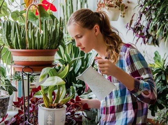 Эксперт рассказал как ухаживать за комнатными растениями в зимнее время года