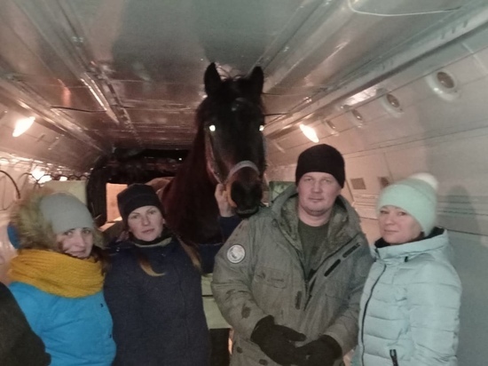 Конь Иго-го прилетел на самолете в Дивногорск Красноярского края в поисках лучшей жизни