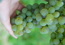 Испанское издание La Vanguardia рассказало о многочисленных полезных свойствах винограда.