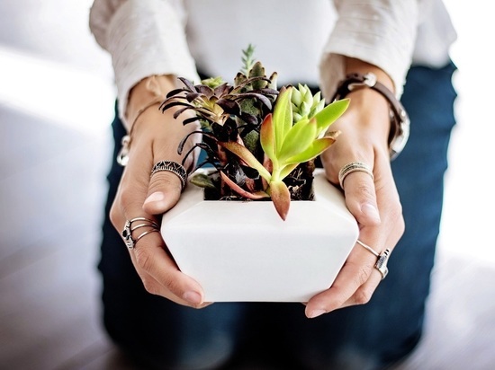 Эксперты рассказали, от чего нужно защищать комнатные растения зимой