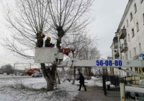 Порядок обрезки деревьев утвержден в столице Бурятии