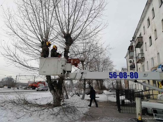 В Улан-Удэ обязали уведомлять об обрезке деревьев за пять дней