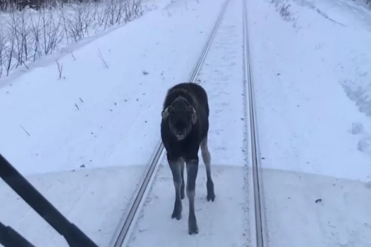 Поезд лось. Лось на железной дороге зимой.