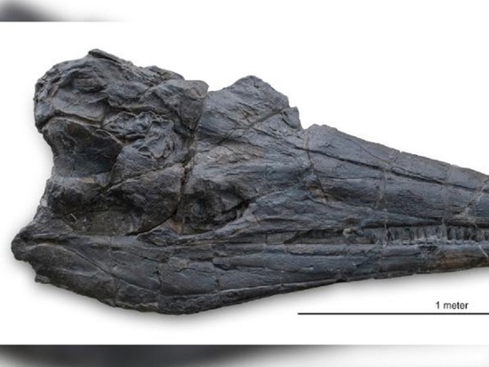 Найденный череп гигантской морской рептилии изменил представление ученых об эволюции