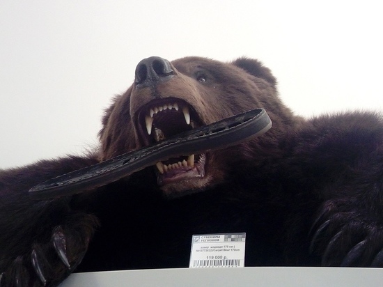 Расплодившиеся волки и медведи угрожают людям и зверям в Свердловской области