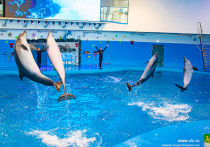 На базе медицинского центра «Океан» торжественно открылся дельфинарий