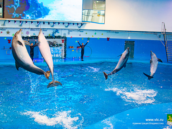 Во Владивостоке на базе медицинского центра открылся дельфинарий