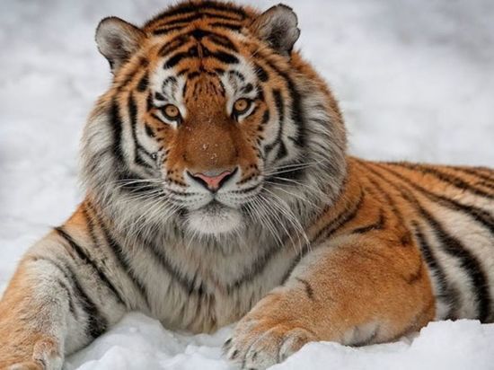 Тигр замечен близ села Кирга в Еврейской автономии