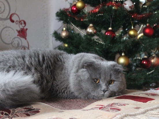 Названы 5 способов уберечь новогоднюю елку от кота