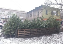 Полиция ДНР проводит рейды, направленные на пресечение незаконной торговли новогодними деревьями на рынках и торговых объектах, сообщают в МВД республики