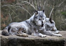 Девять волков сбились в стаю и попытались сбежать из зоопарка во французском городке Монредон-Лабессонье