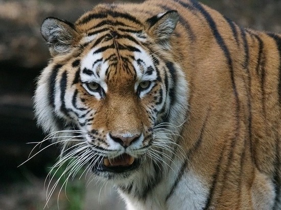 Приморский тигр Росомаха прошел плановый ветеринарный осмотр