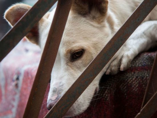 Волонтеры спасли полуживых собак из квартиры на Васильевском острове