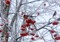 Легкий морозец и небольшой снежок: неделя завершится в Томске идеальной зимней погодой.