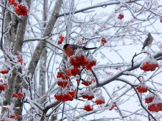 В Томске 26 декабря будет -10 и небольшой снег