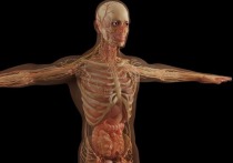 Новый участок в теле человека обнаружили ученые Базельского университета