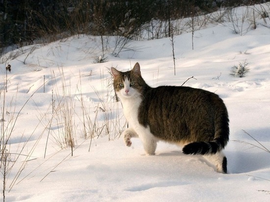В Томске 27 декабря будет -12 и сильный вечерний снегопад