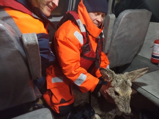 Спасатели вытащили из ледяной воды дикую козу в Шарыповском районе Красноярского края