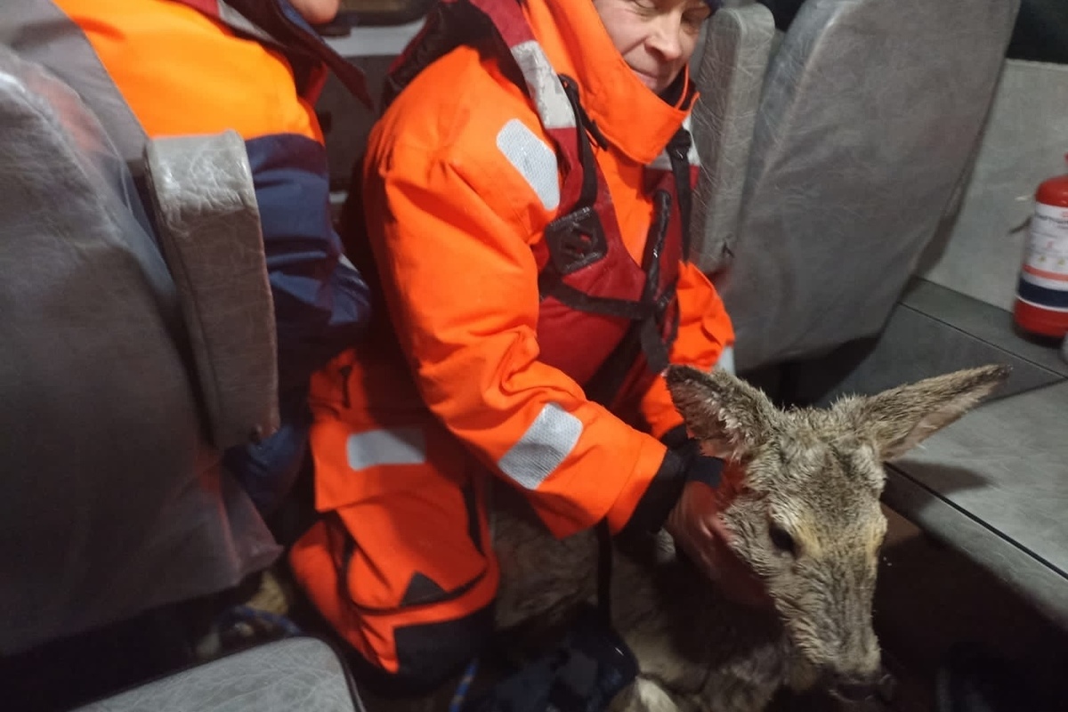 Местные заметили. Спасение диких животных. Спас косулю провалившуюся под лед. Красноярская коза.