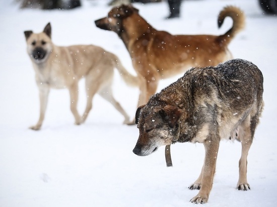 Администрация Костромского района проведет проверку по обращениям граждан о безнадзорном выгуле собак в Караваево