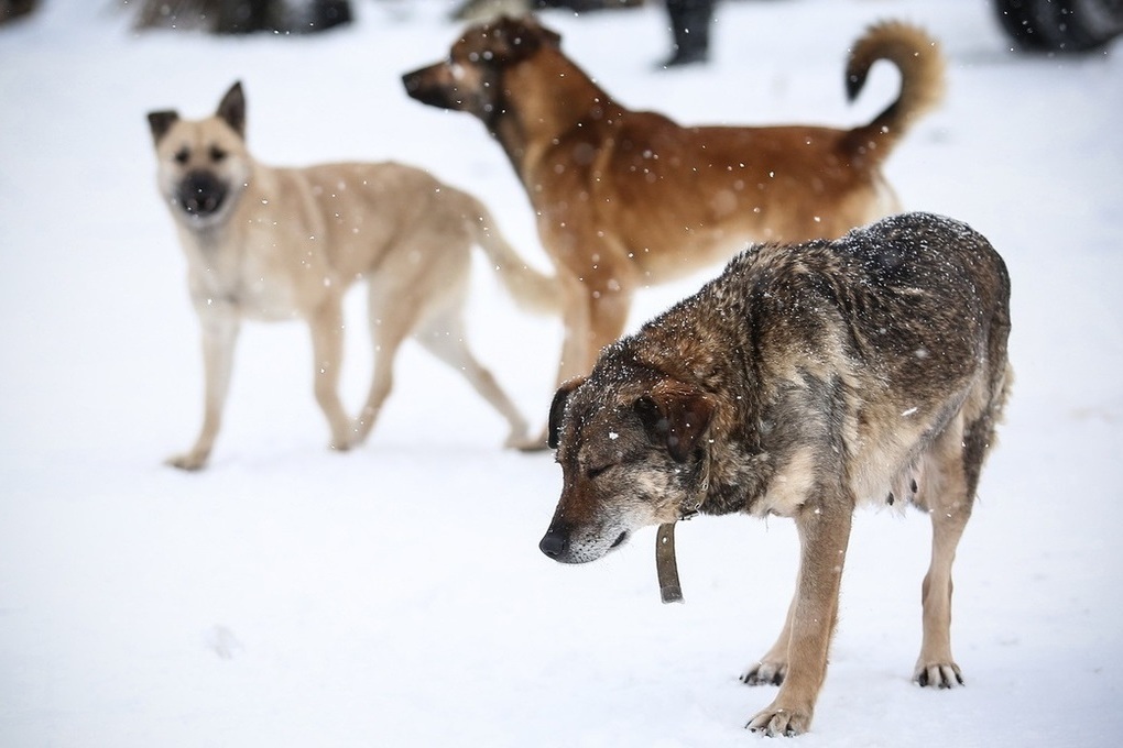 Администрация Костромского района проведет проверку по обращениям граждан о безнадзорном выгуле собак в Караваево
