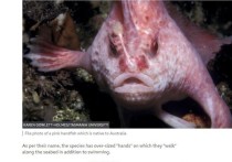 У берегов Тасмании впервые за 22 года была замечена редкая «ходячая» рыба-ладонь, которая обитает только в Австралии