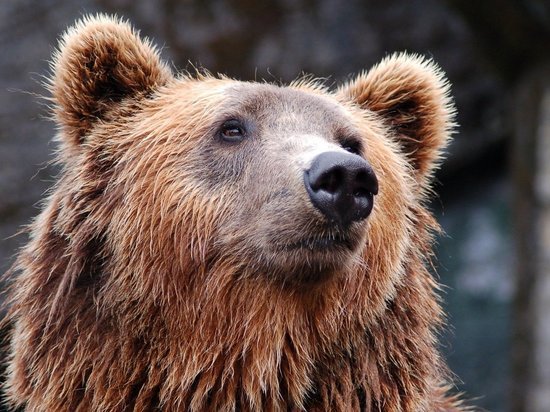 В Приморье разыскивают медведя, напавшего на человека