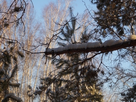 В Новосибирске похолодает до -24 градусов в предновогоднюю неделю